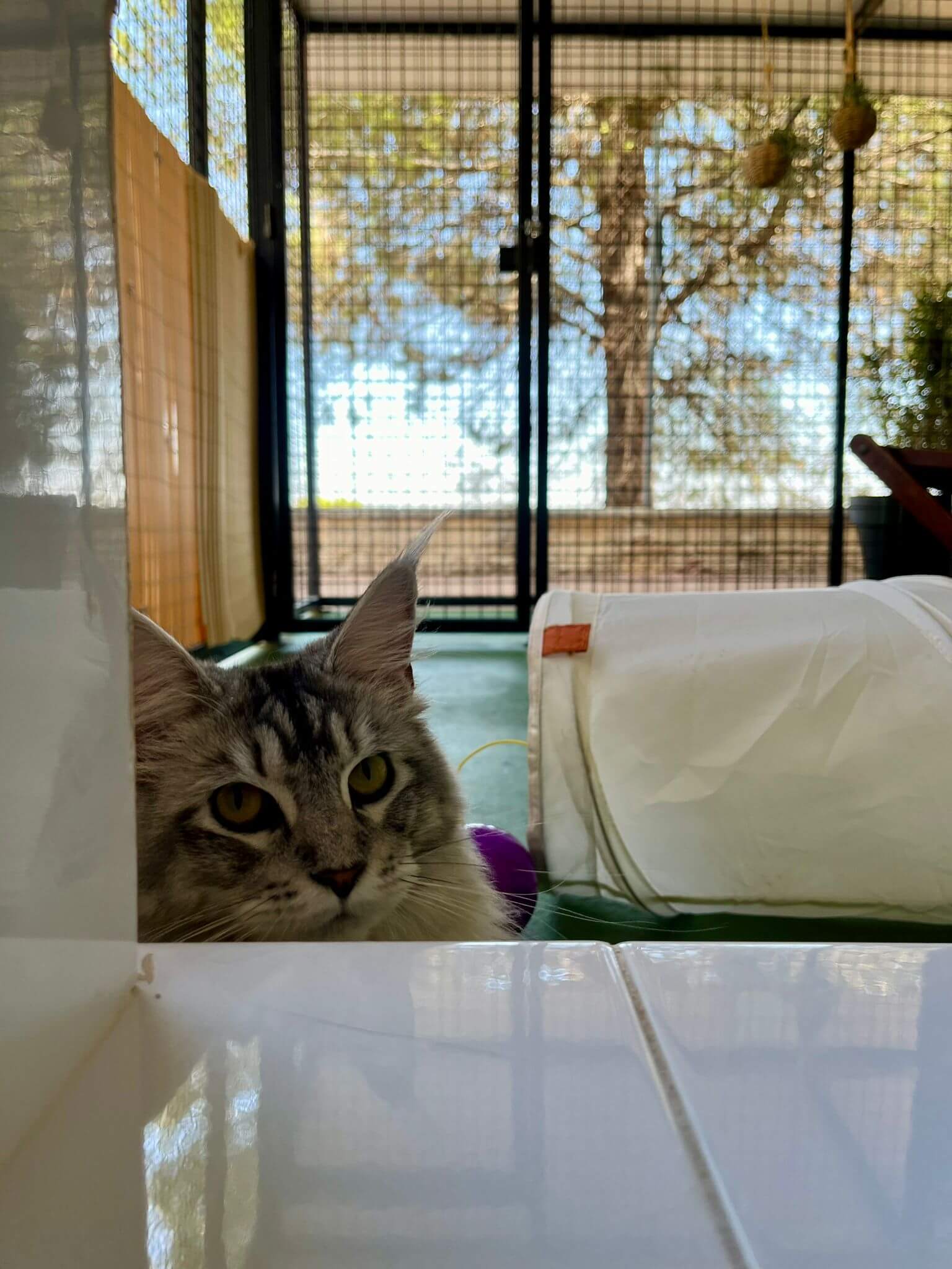 ONLYCATS